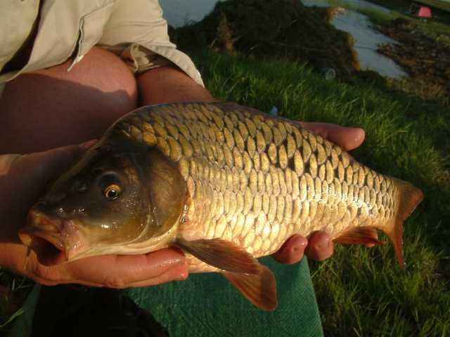 altele  - pescuitul-crapului-in-dunare.jpg